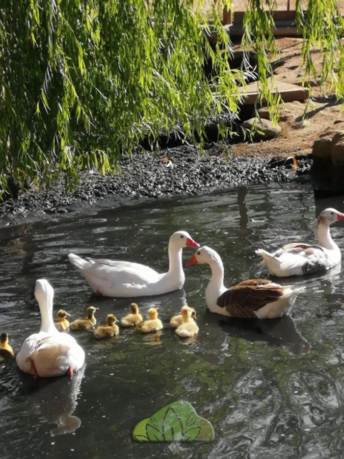 Вілла Pircas De Arboleda Salamanca Екстер'єр фото